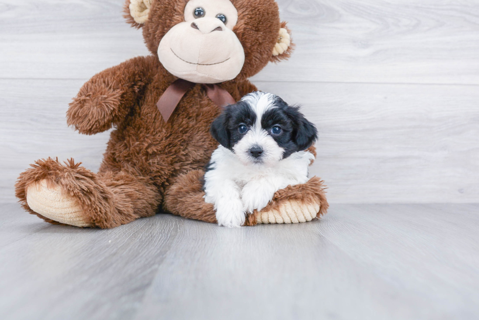 Fluffy Teddy Bear Designer Pup