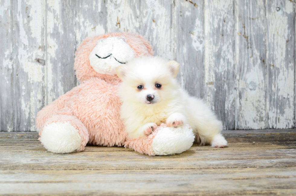 Pomeranian Puppy for Adoption