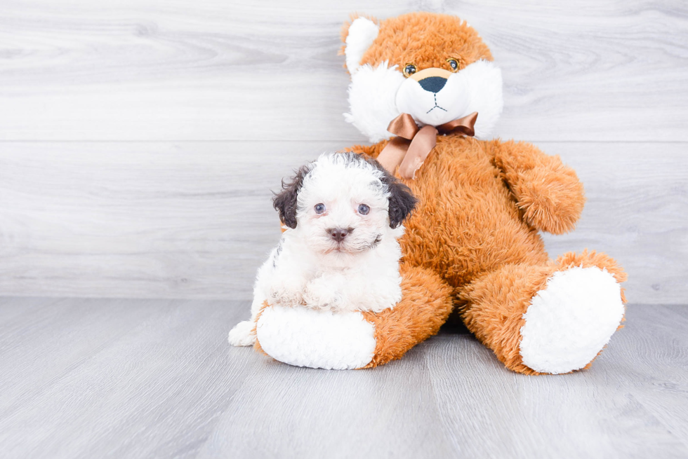 Adorable Havanese Purebred Puppy