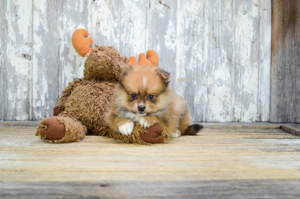 Pomeranian Puppy for Adoption