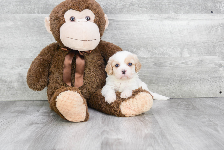 Friendly Cavachon Baby