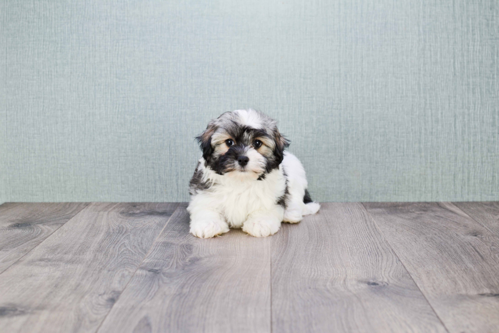 Cute Havanese Purebred Puppy