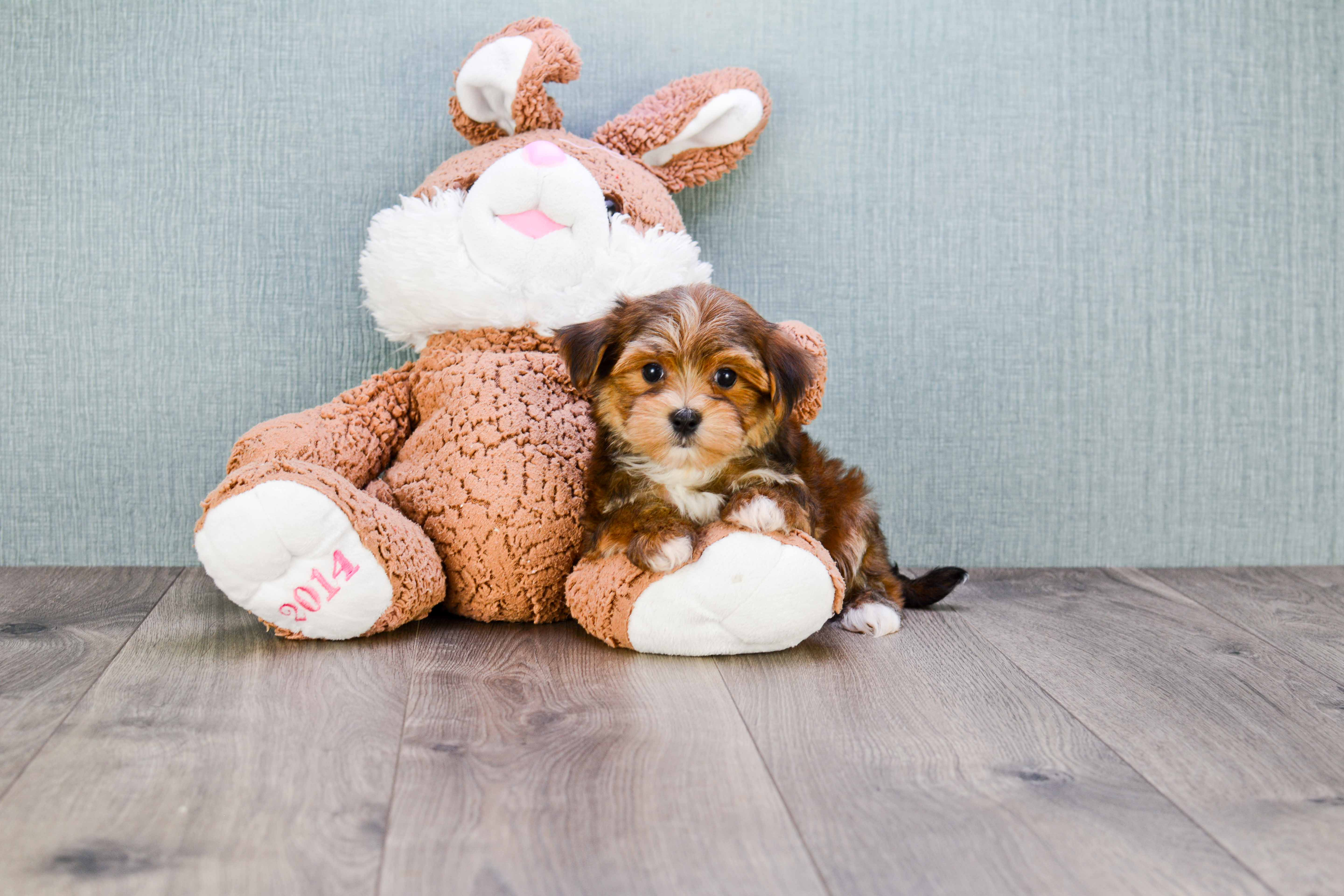 Little Yorkie Designer Puppy