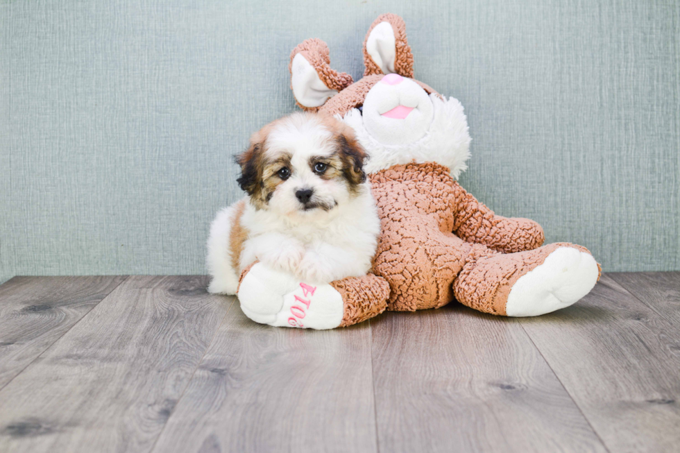 Fluffy Teddy Bear Designer Pup