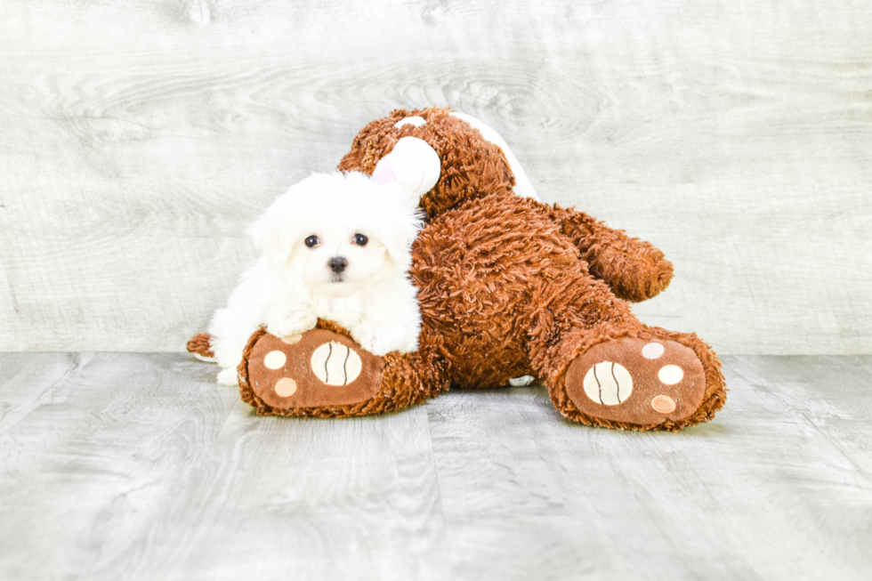 Small Maltese Purebred Pup