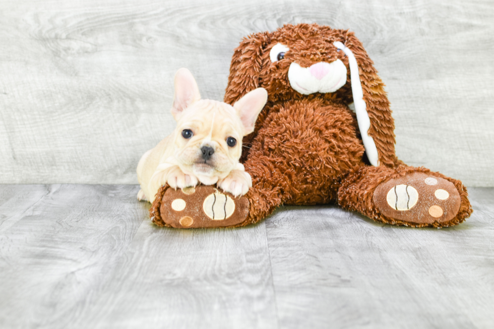 Fluffy Frenchie Purebred Puppy