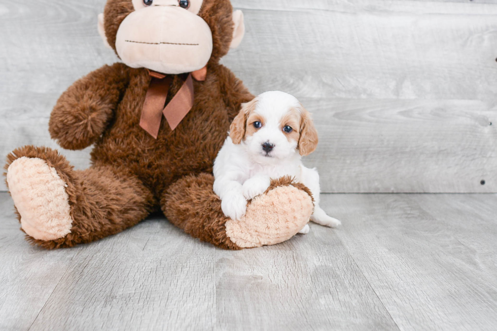 Cavapoo Pup Being Cute