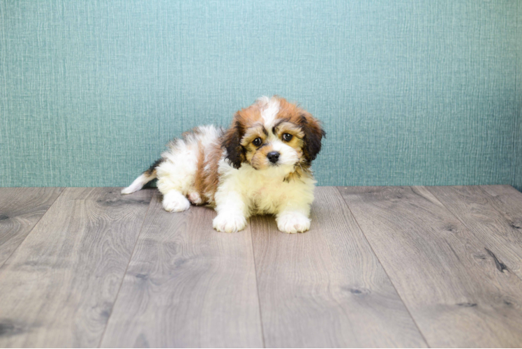 Popular Cavachon Designer Pup
