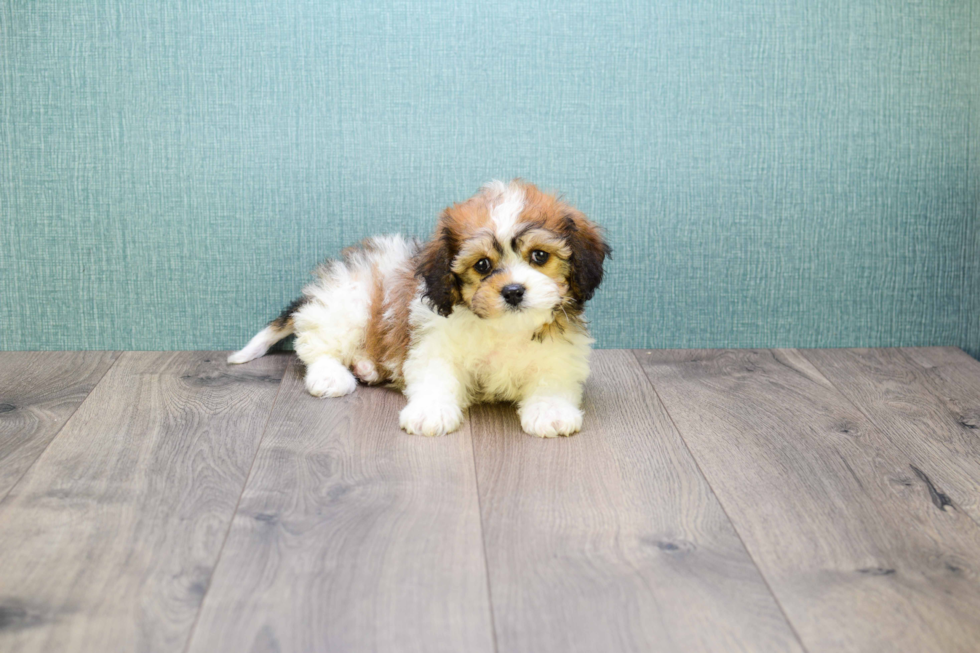 Popular Cavachon Designer Pup