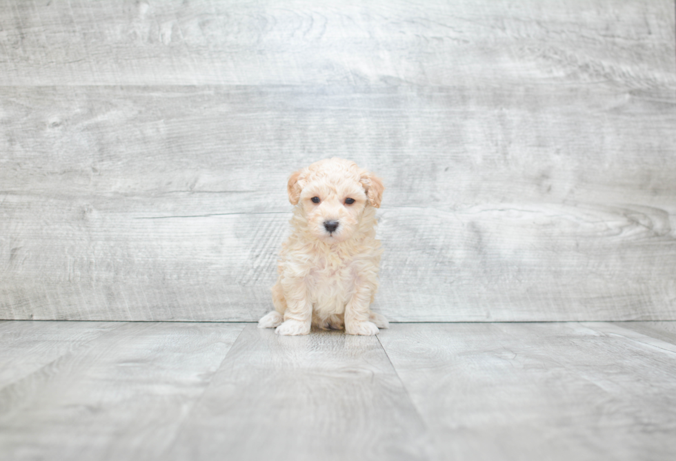 Small Maltipoo Baby