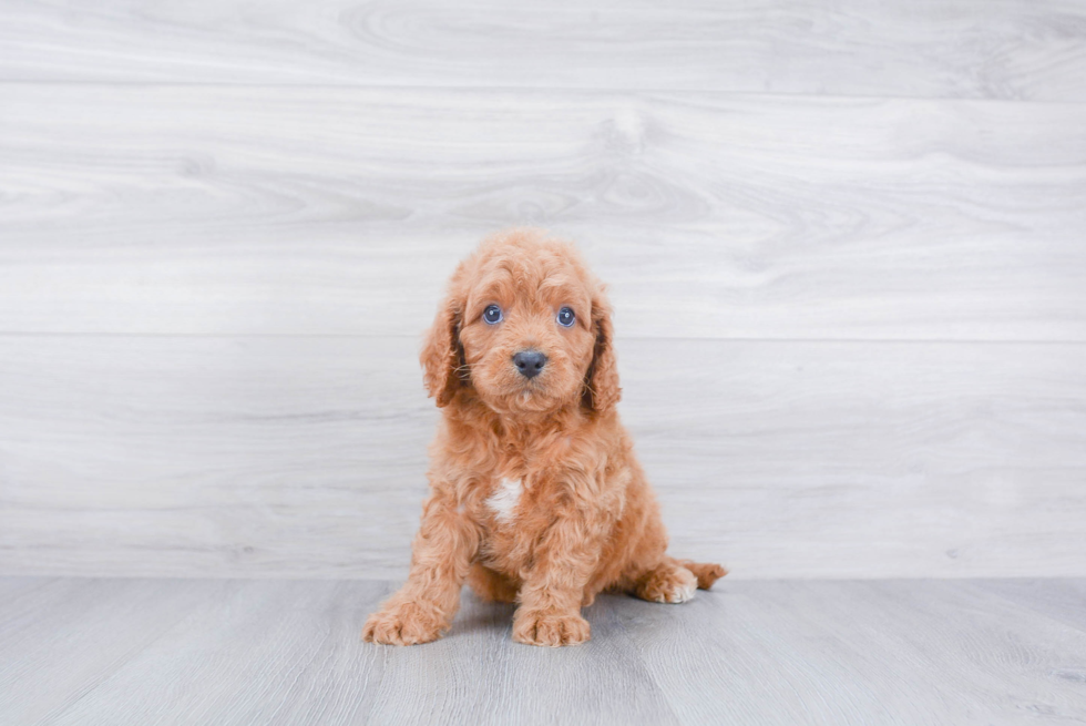 Friendly Cavapoo Baby