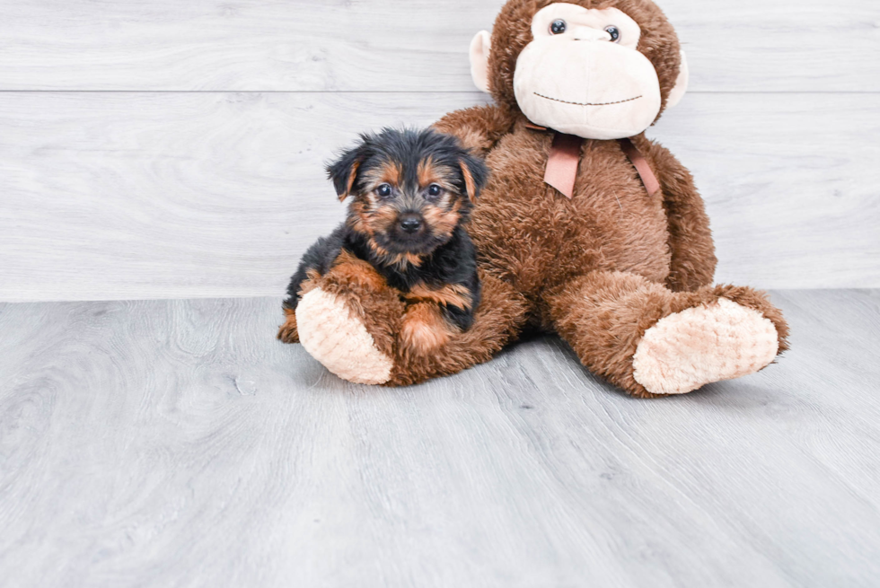 Meet Izzie - our Yorkshire Terrier Puppy Photo 