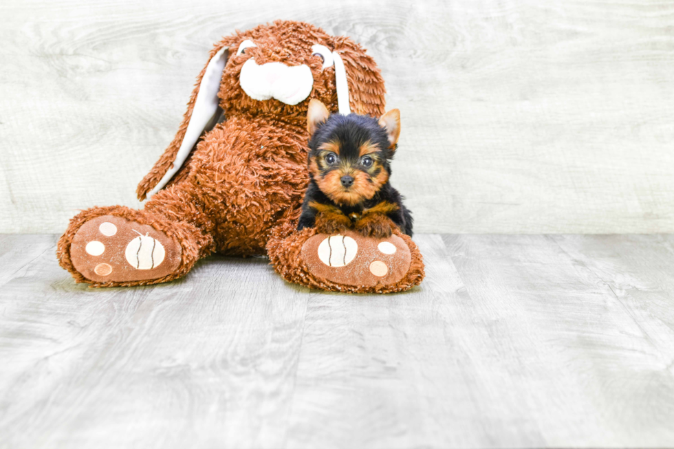 Meet Ronaldo - our Yorkshire Terrier Puppy Photo 