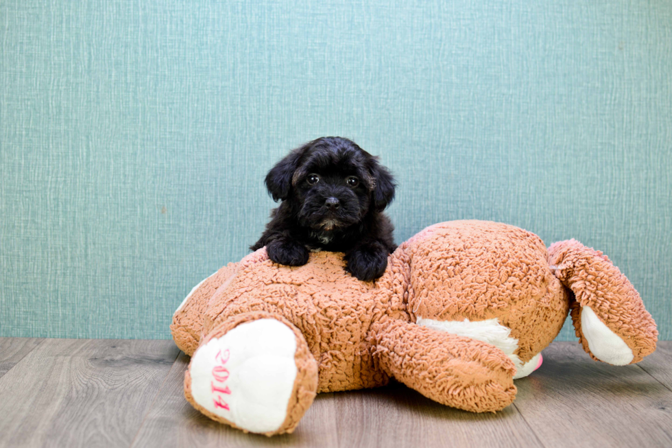 Yorkie Poo Puppy for Adoption