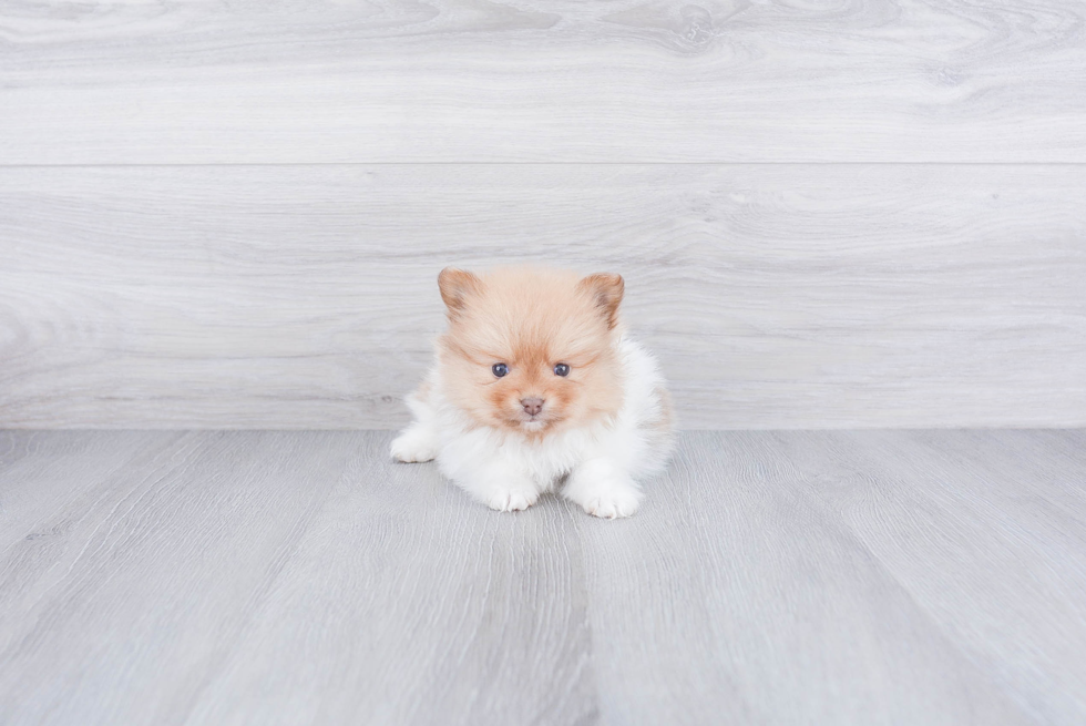 Pomeranian Pup Being Cute