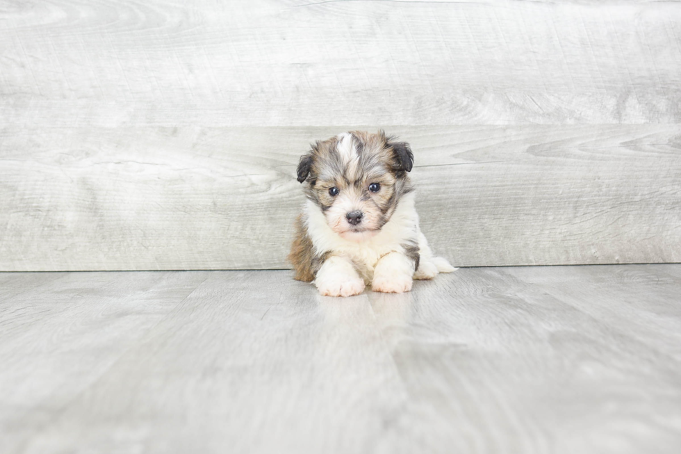 Little Havanese Purebred Pup