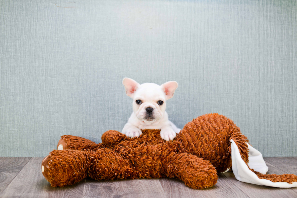 French Bulldog Pup Being Cute