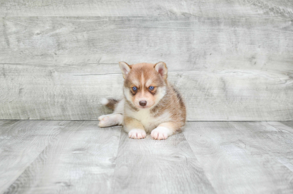 Pomsky Puppy for Adoption