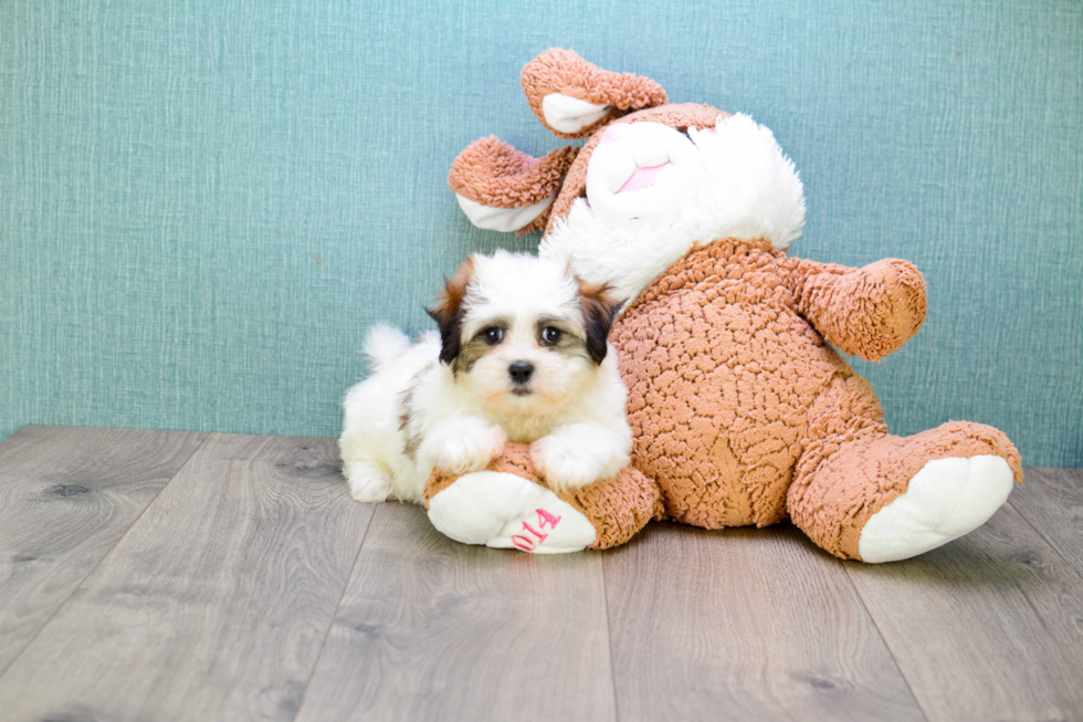 Teddy Bear Pup Being Cute