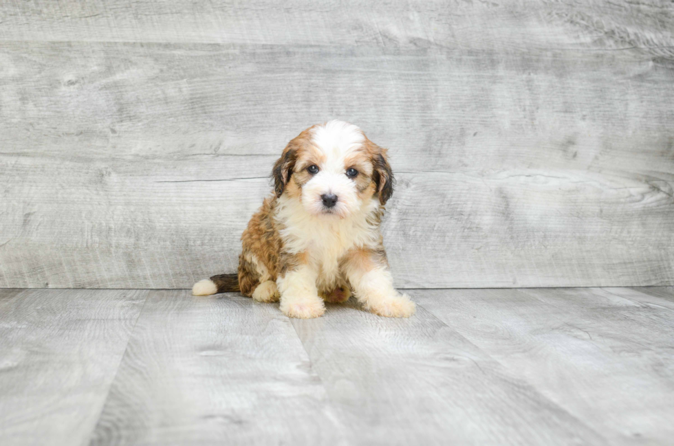 Mini Bernedoodle Puppy for Adoption