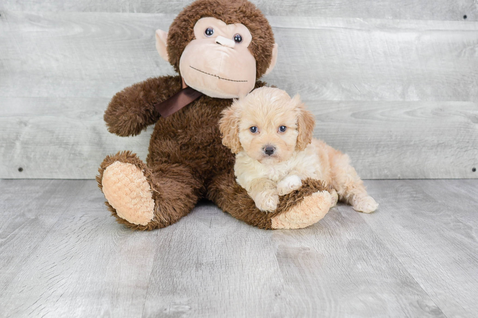 Popular Cavachon Designer Pup