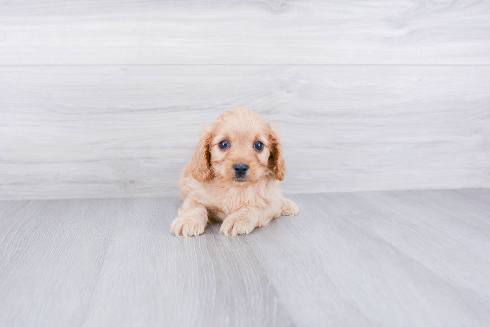 Adorable Cavoodle Poodle Mix Puppy