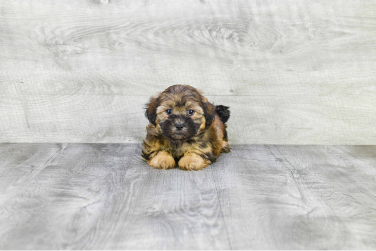 Teddy Bear Pup Being Cute