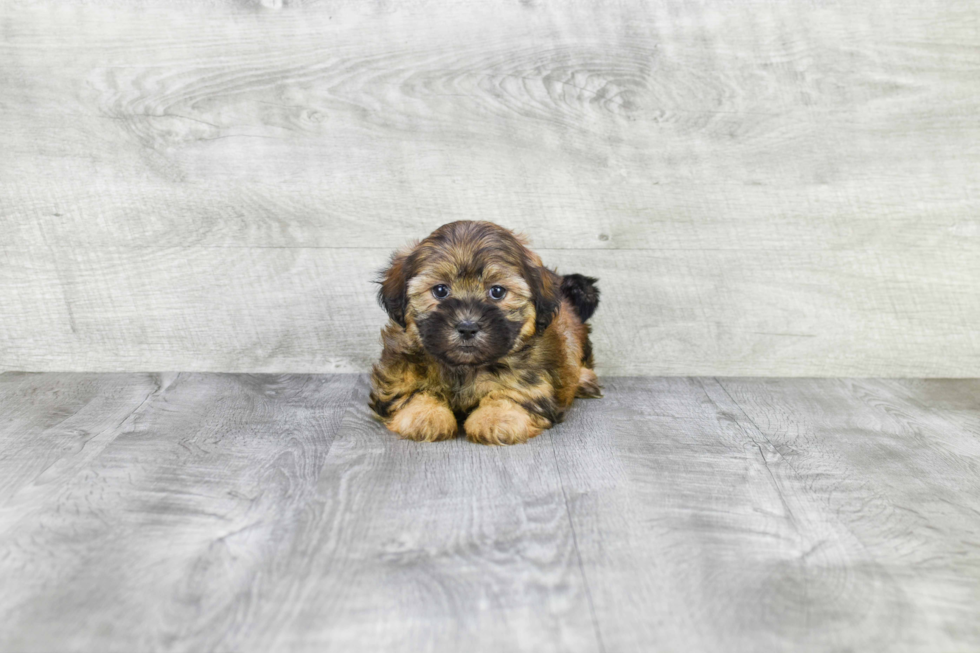 Teddy Bear Pup Being Cute