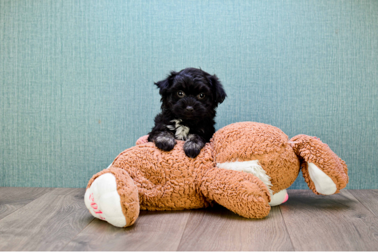 Havanese Puppy for Adoption