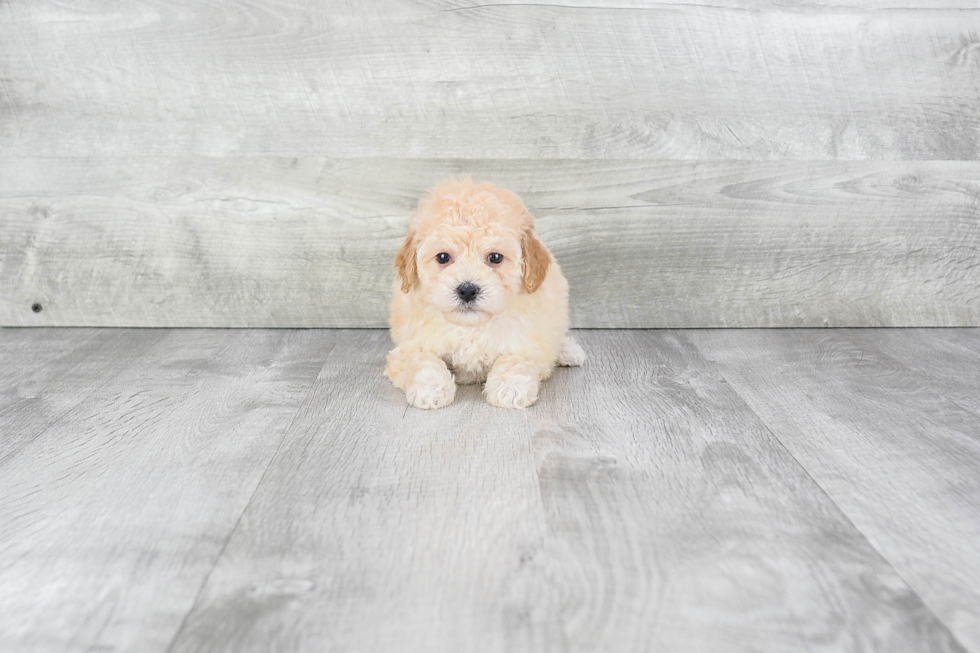 Funny Havanese Baby