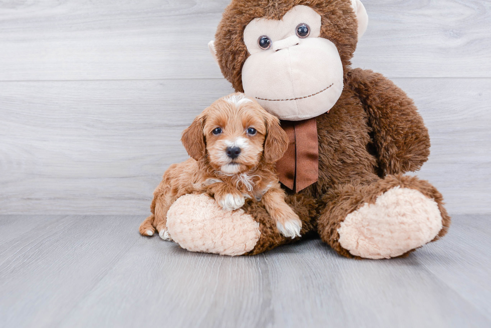 Sweet Mini Goldendoodle Baby