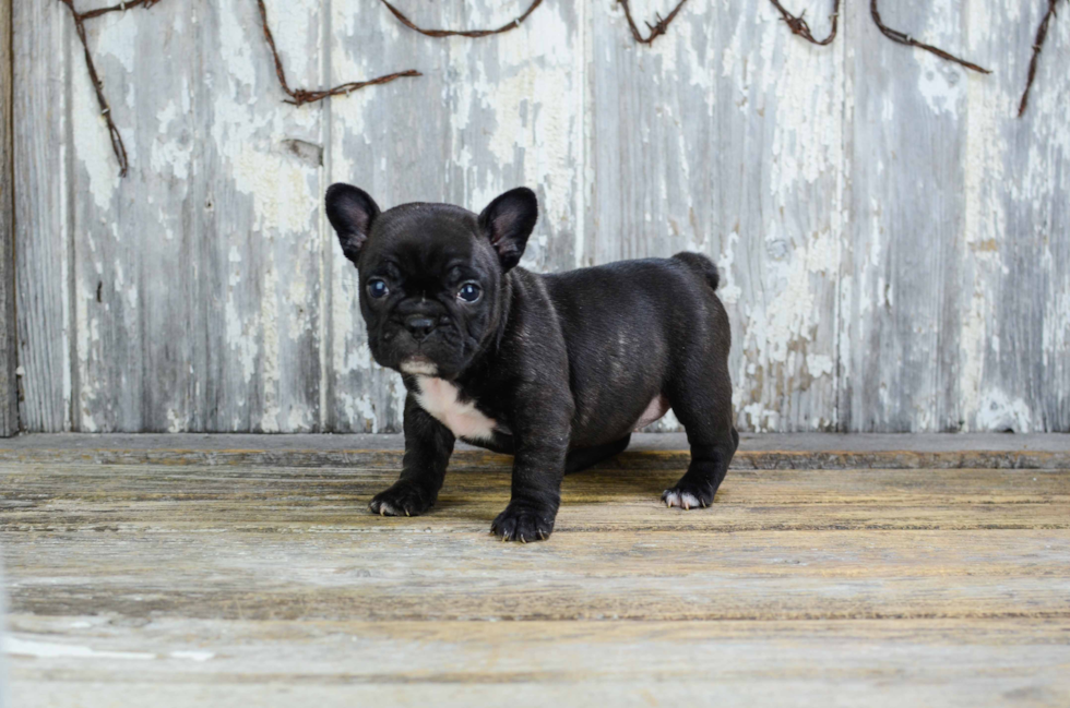 Funny French Bulldog Purebred Pup