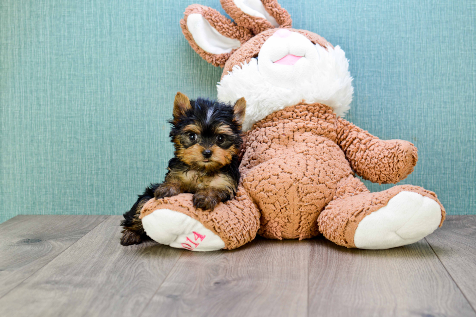 Meet Twinkle - our Yorkshire Terrier Puppy Photo 