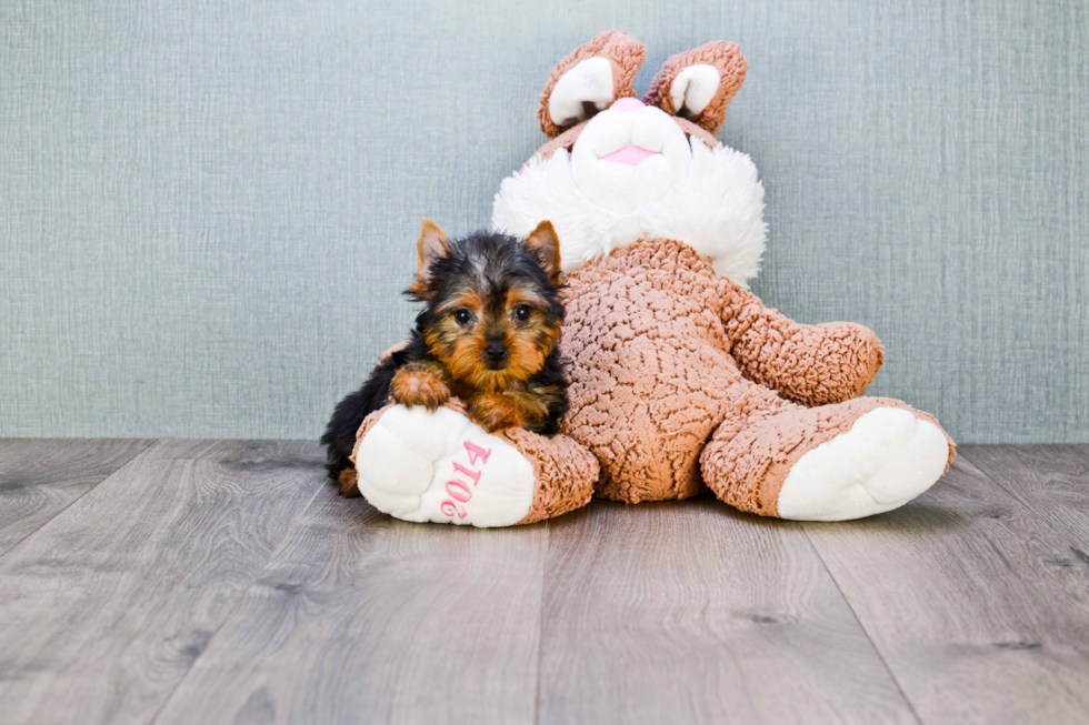 Meet Tinkerbell - our Yorkshire Terrier Puppy Photo 