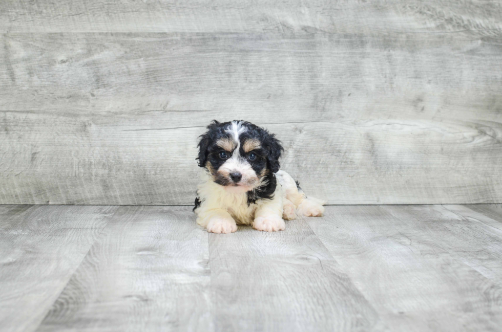 Happy Cavachon Baby