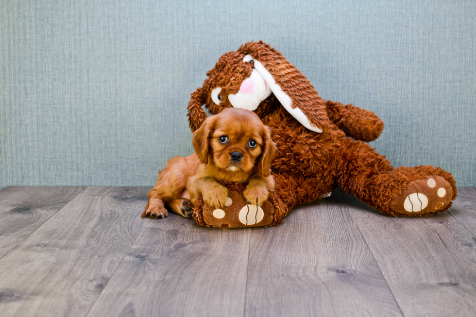 Cavalier King Charles Spaniel Puppy for Adoption