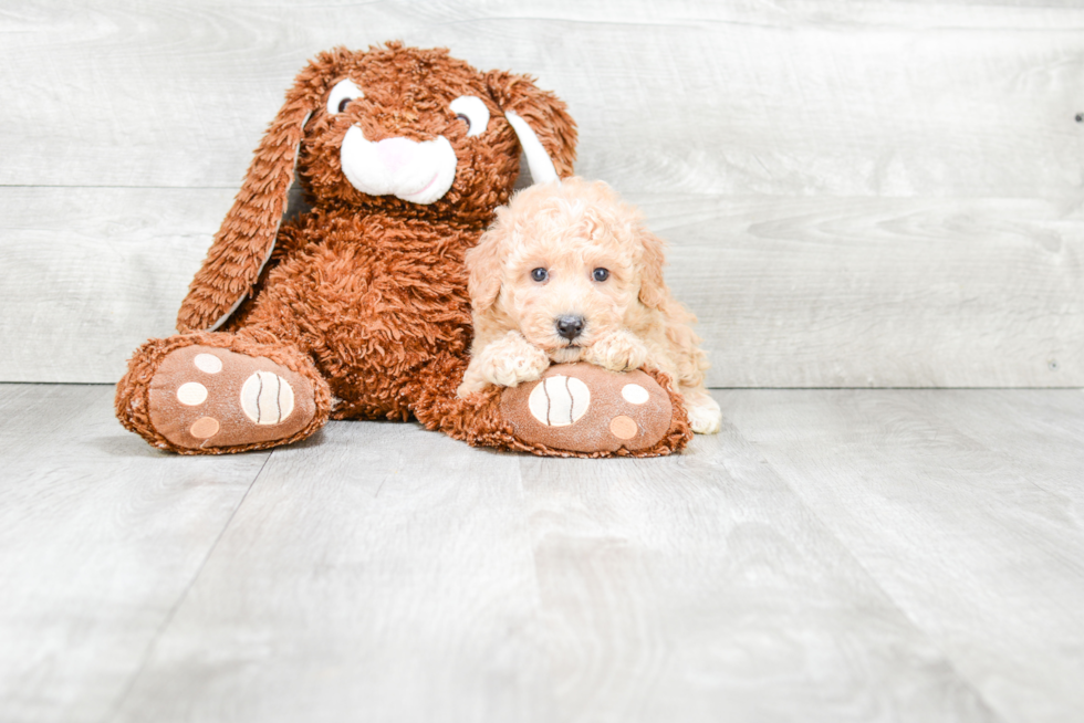 Smart Maltipoo Poodle Mix Pup