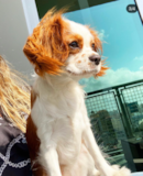 Funny Cavalier King Charles Spaniel Purebred Pup