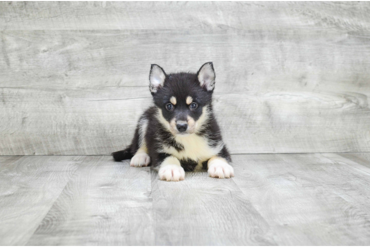 Small Pomsky Baby