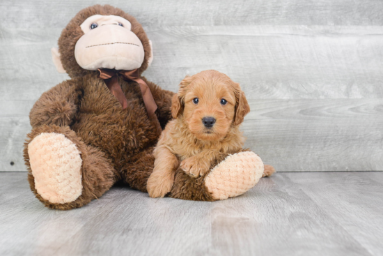 Best Mini Goldendoodle Baby