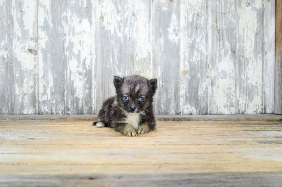 Pomsky Puppy for Adoption