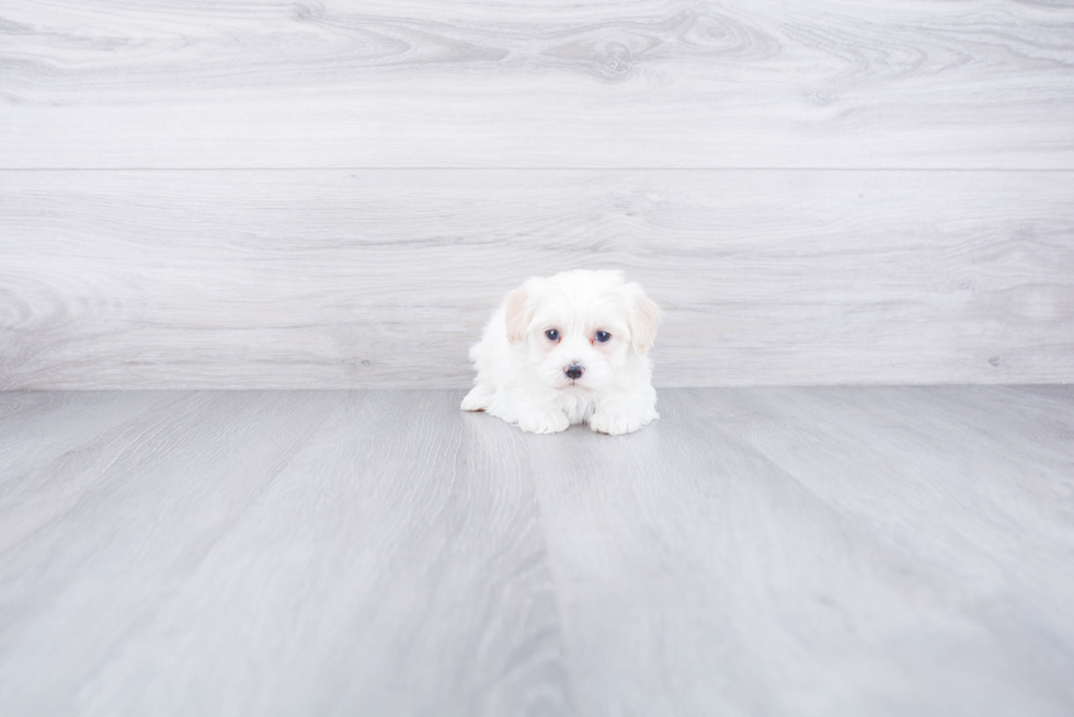 Best Maltipoo Baby