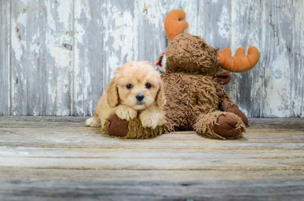 Sweet Cavachon Baby