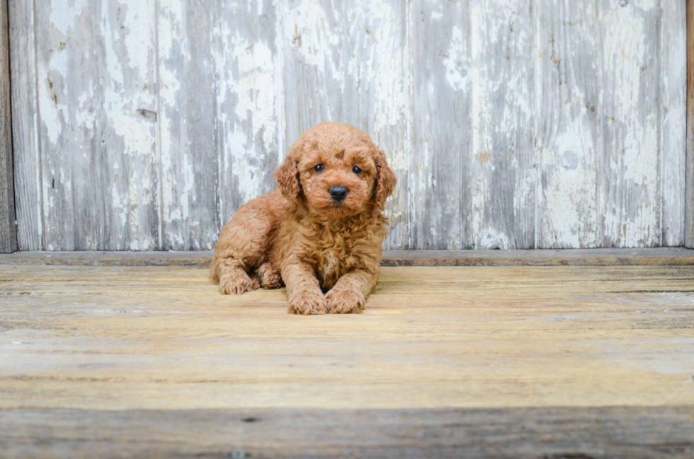 Best Mini Goldendoodle Baby