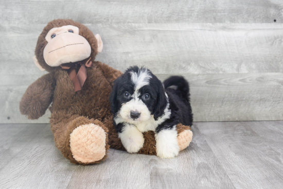 Best Mini Bernedoodle Baby