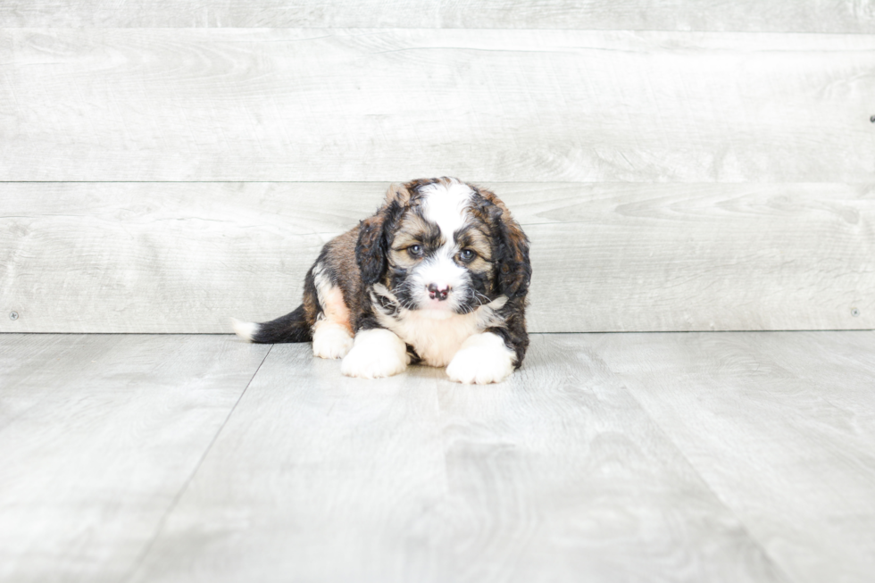 Funny Mini Bernedoodle Poodle Mix Pup