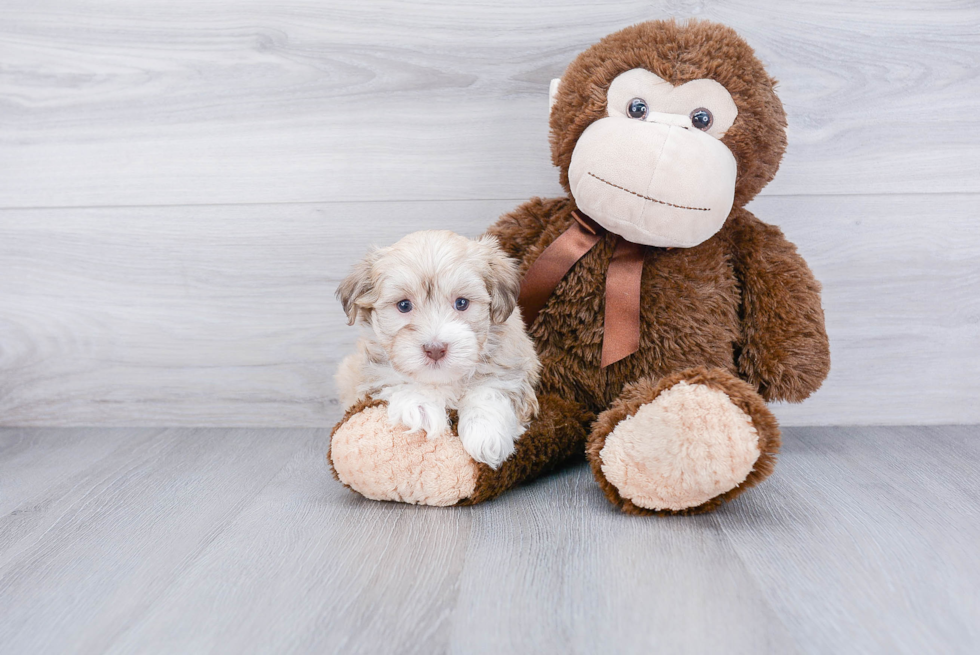 Playful Havanese Baby