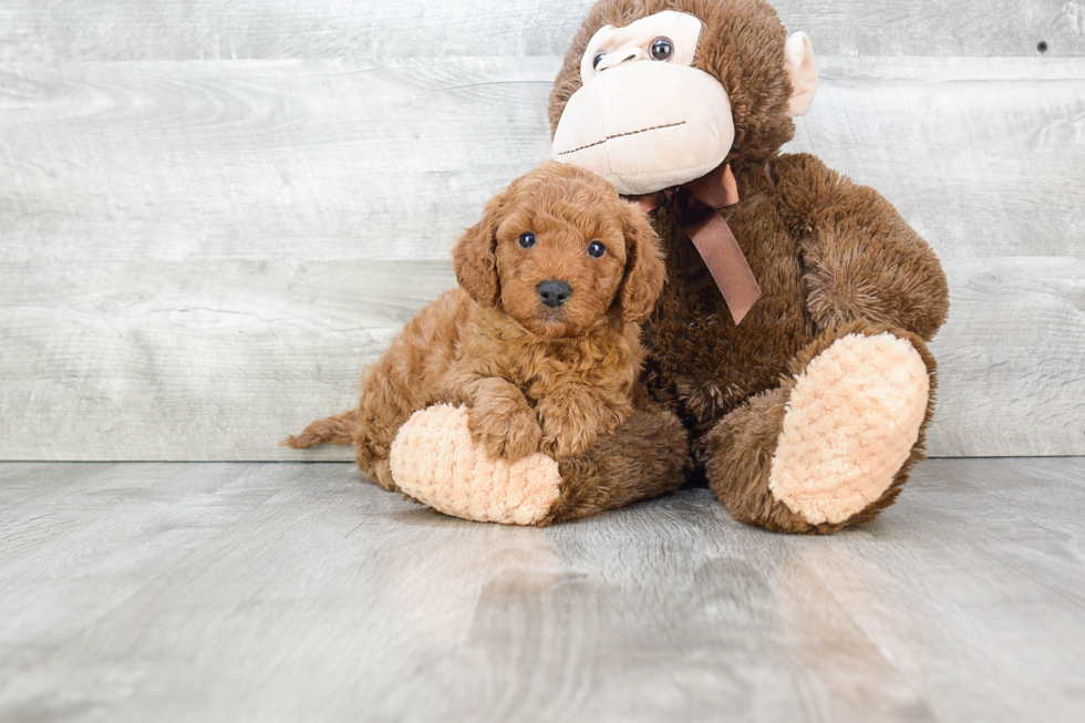 Little Golden Retriever Poodle Mix Puppy