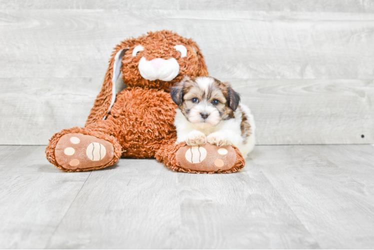 Smart Teddy Bear Designer Pup