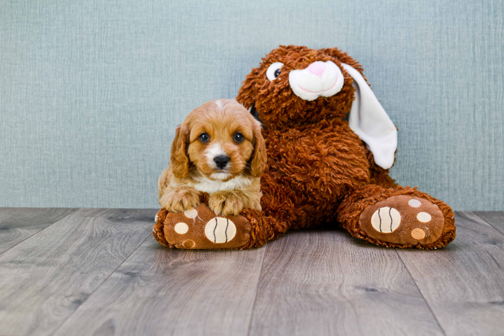 Petite Cavapoo Poodle Mix Pup